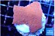 Montipora red cap 2-3 cm WYSIWYG acclimaté