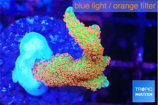 Montipora red fire forest 2-3 cm WYSIWYG acclimaté