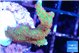 Montipora red fire forest 2-3 cm WYSIWYG acclimaté
