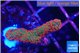Montipora red fire forest 2-3 cm WYSIWYG acclimaté