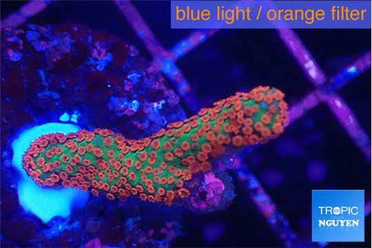 Montipora red fire forest 2-3 cm WYSIWYG acclimaté