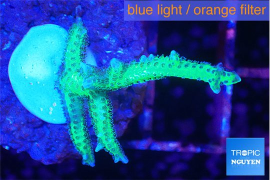 Seriatopora hystrix golden 3-5 cm WYSIWYG acclimaté