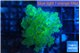 Euphyllia yayaemaensis green & purple tip 3-5 cm WYSIWYG acclimaté