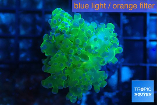 Euphyllia yayaemaensis green & purple tip 3-5 cm WYSIWYG acclimaté