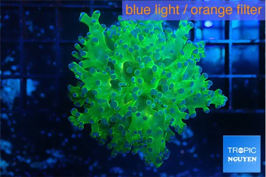 Euphyllia yayaemaensis green & purple tip 5-7 cm WYSIWYG acclimaté