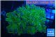 Euphyllia yayaemaensis green & purple tip 4-5 cm WYSIWYG acclimaté