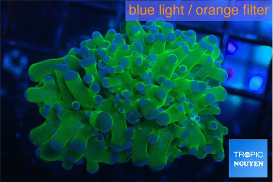 Euphyllia yayaemaensis green & purple tip 4-5 cm WYSIWYG acclimaté