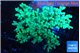 Sinularia green 8-14 cm WYSIWYG acclimaté