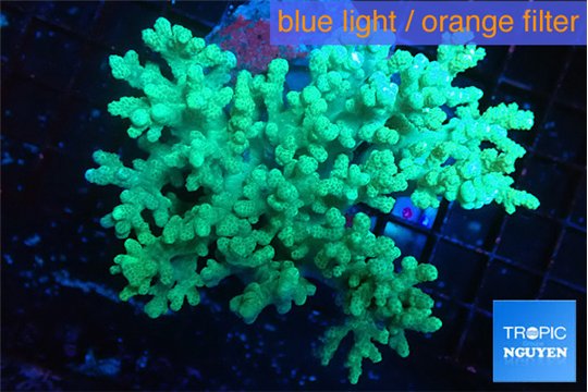 Sinularia green 8-14 cm WYSIWYG acclimaté