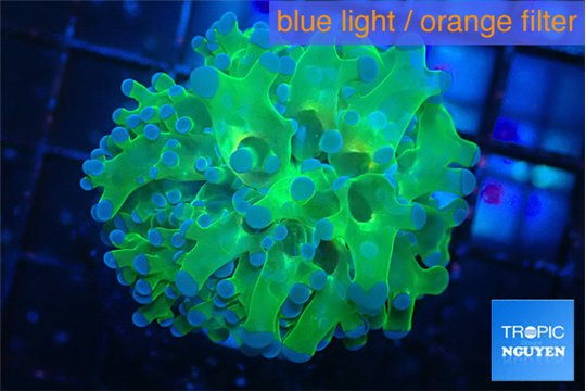 Euphyllia yayaemaensis green & purple tip 3-5 cm WYSIWYG acclimaté