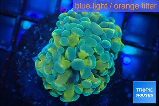 Euphyllia paraancora orange purple 2 polyps WYSIWYG acclimaté