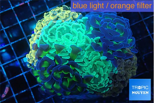 Euphyllia paraancora mix color garden premium 8-15 cm WYSIWYG acclimaté