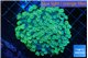 Alveopora green 4-6 cm WYSIWYG acclimaté