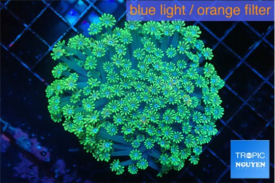 Alveopora green 4-6 cm WYSIWYG acclimaté