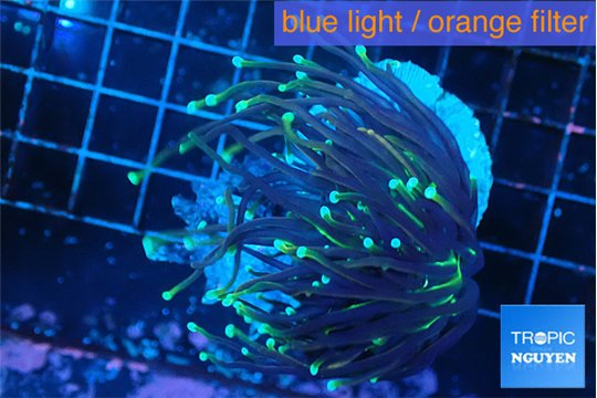 Euphyllia glabrescens holly grail torch 5-7 cm WYSIWYG acclimaté