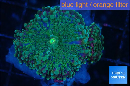 Ricordea yuma green purple 2 polyps WYSIWYG acclimaté