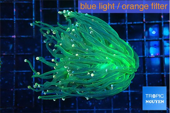 Euphyllia glabrescens green & pink tip 4-6 cm WYSIWYG acclimaté