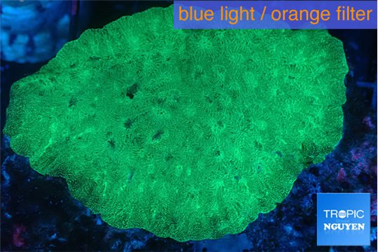 Favia green + cultured live rock 7-11 cm WYSIWYG acclimaté