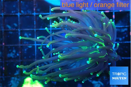 Euphyllia glabrescens holly grail torch 5-7 cm WYSIWYG acclimaté