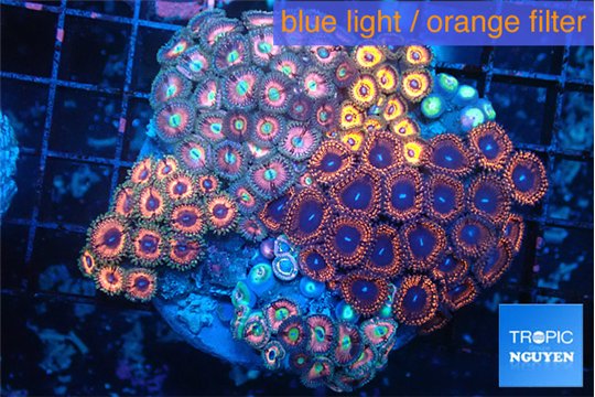 Zoanthus garden mixed color premium 8-13 cm WYSIWYG acclimaté