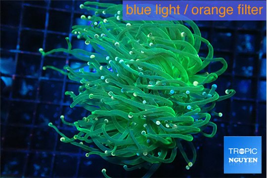 Euphyllia glabrescens green & pink tip 4-7 cm WYSIWYG acclimaté