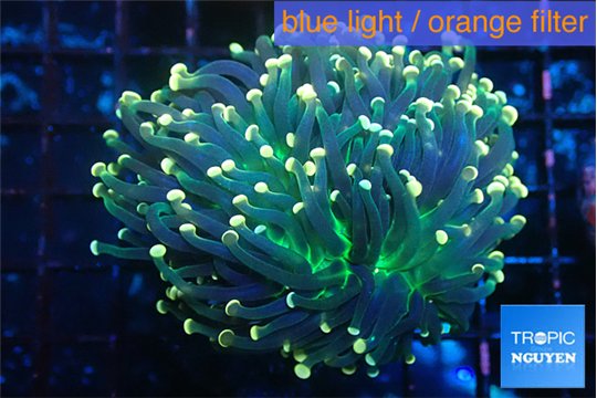 Euphyllia glabrescens joker orange tip 5-8 cm WYSIWYG acclimaté