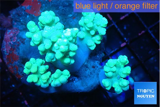 Sinularia short finger greeny 8-14 cm WYSIWYG acclimaté