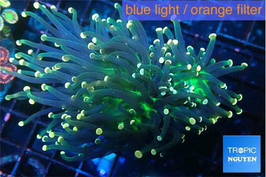 Euphyllia glabrescens joker orange tip 4-7 cm WYSIWYG acclimaté