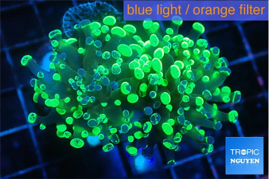 Euphyllia paraancora toxic green 4-6 cm WYSIWYG acclimaté