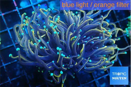 Euphyllia glabrescens holly grail torch 4-8 cm WYSIWYG acclimaté