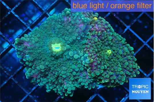 Ricordea yuma red green 3 polyps WYSIWYG acclimaté