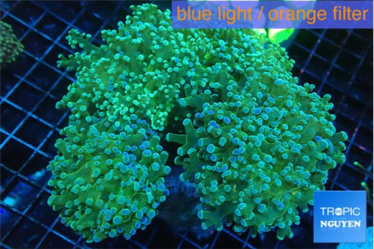 Euphyllia paradivisa sunset 9-14 cm WYSIWYG acclimaté