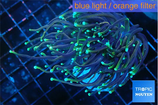 Euphyllia glabrescens joker golden tip 8-14 cm WYSIWYG acclimaté