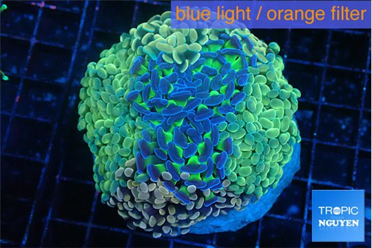 Euphyllia paraancora mix color garden premium 8-15 cm WYSIWYG acclimaté