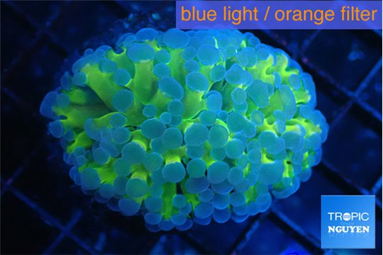 Euphyllia paraancora orange purple 3-5 cm WYSIWYG acclimaté