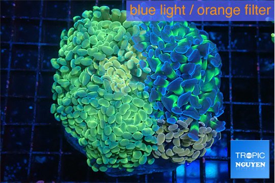 Euphyllia paraancora mix color garden premium 8-15 cm WYSIWYG acclimaté