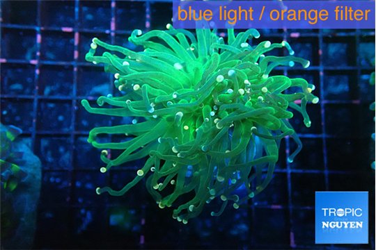 Euphyllia glabrescens green & pink tip 5-8 cm WYSIWYG acclimaté