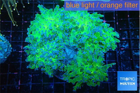 Euphyllia paradivisa green 8-14 cm WYSIWYG acclimaté