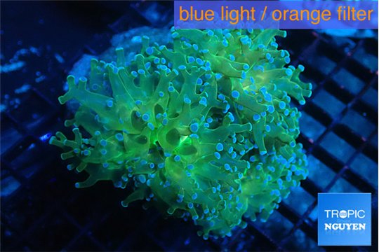 Euphyllia paradivisa green sunset 7-11 cm WYSIWYG acclimaté