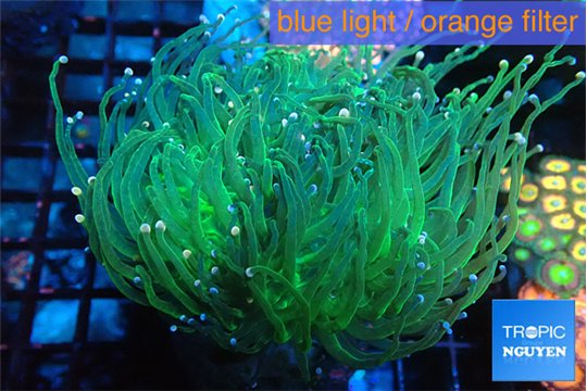 Euphyllia glabrescens green & pink tip 7-12 cm WYSIWYG acclimaté