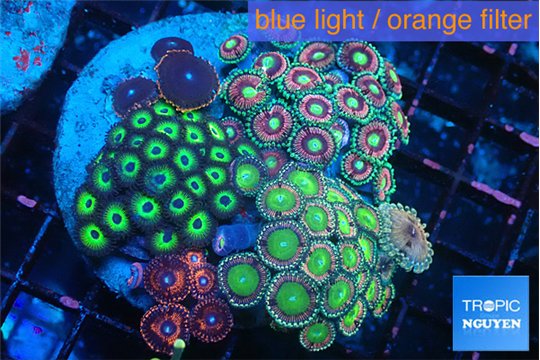 Zoanthus garden mixed color premium 8-13 cm WYSIWYG acclimaté