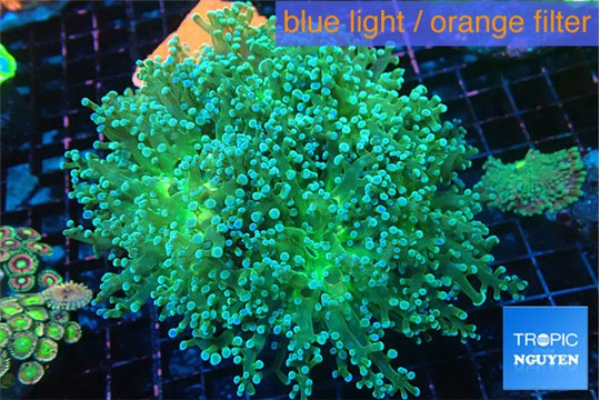 Euphyllia paradivisa green sunset 8-12 cm WYSIWYG acclimaté