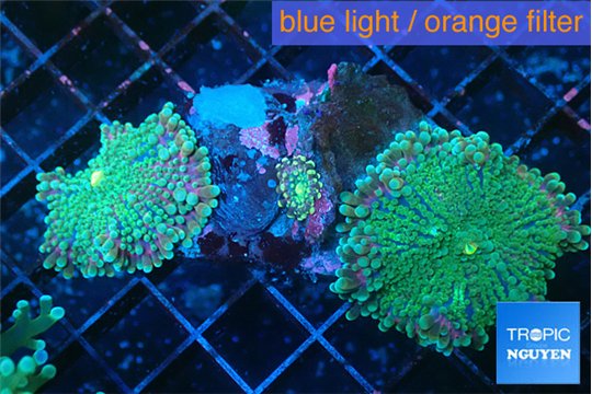 Ricordea yuma green purple 2 polyps WYSIWYG acclimaté