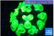 Caulastrea neon green 8-10 cm WYSIWYG acclimaté