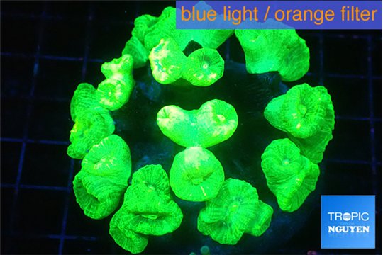 Caulastrea neon green 8-10 cm WYSIWYG acclimaté