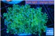 Euphyllia paradivisa green sunset 6-8 cm WYSIWYG acclimaté