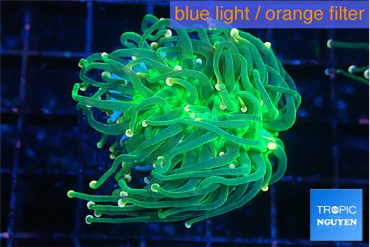 Euphyllia glabrescens green & pink tip 4-7 cm WYSIWYG acclimaté