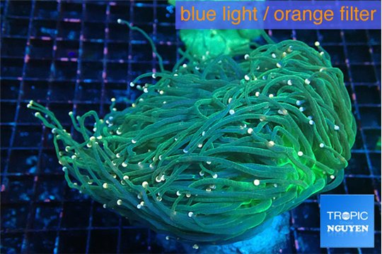 Euphyllia glabrescens green & pink tip torch 8-14 cm WYSIWYG acclimaté