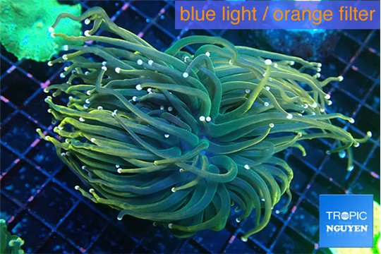 Euphyllia glabrescens joker pink tip 5-8 cm WYSIWYG acclimaté