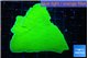 Montipora green cap 4-6 cm WYSIWYG acclimaté